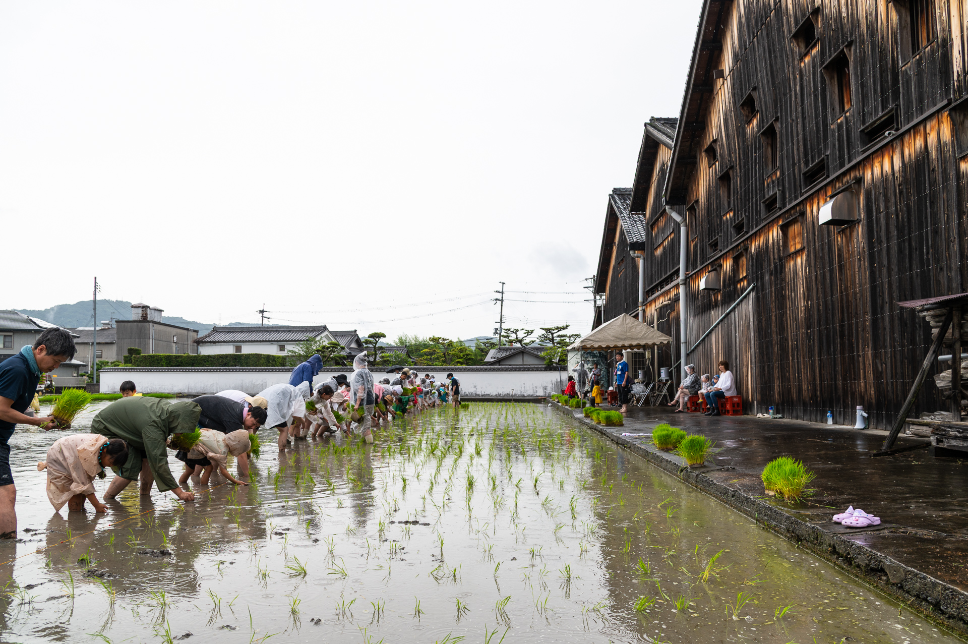 田植え体験イベントを開催